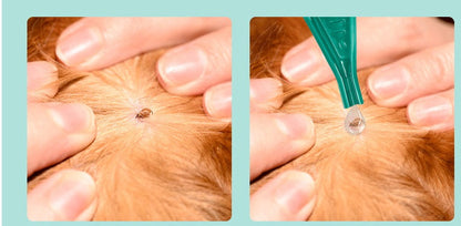 Abamectin transdermal solution