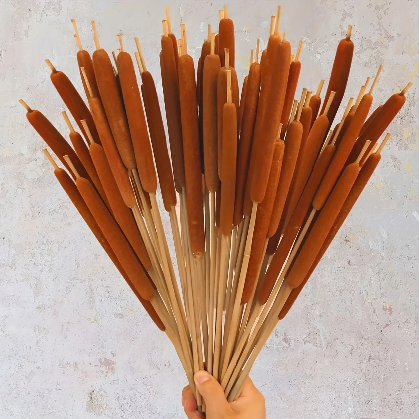 20pcs Realistic Dried Cattail Stems - Natural Brown, Long 17" Bundles for Wedding, Home, Office, Garden Decor - Rustic Floral