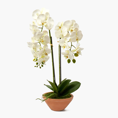 Faux Phalaenopsis Orchid in Terracotta Pot