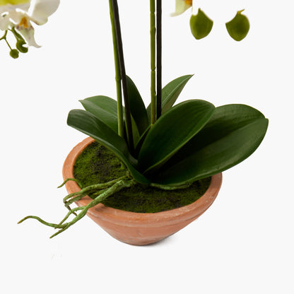 Faux Phalaenopsis Orchid in Terracotta Pot