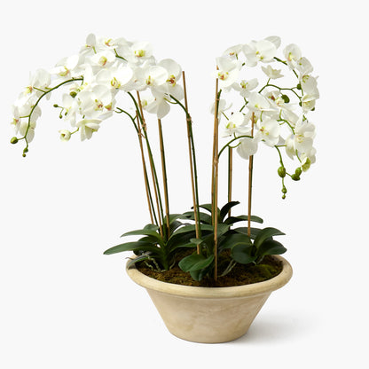 Faux Orchid in Large Clay Pot - 109cm