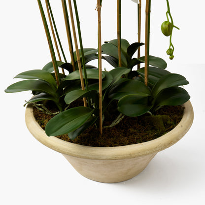 Faux Orchid in Large Clay Pot - 109cm