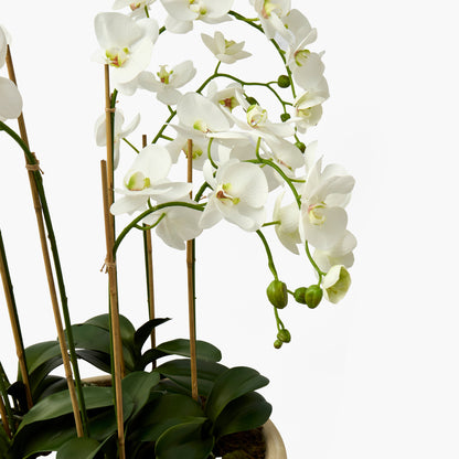 Faux Orchid in Large Clay Pot - 109cm