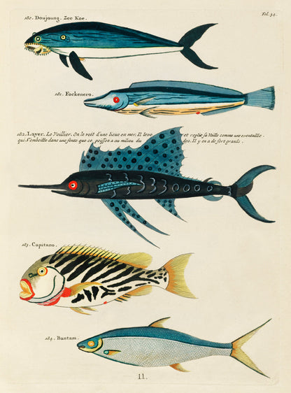 'Tour de Fish' Cabana